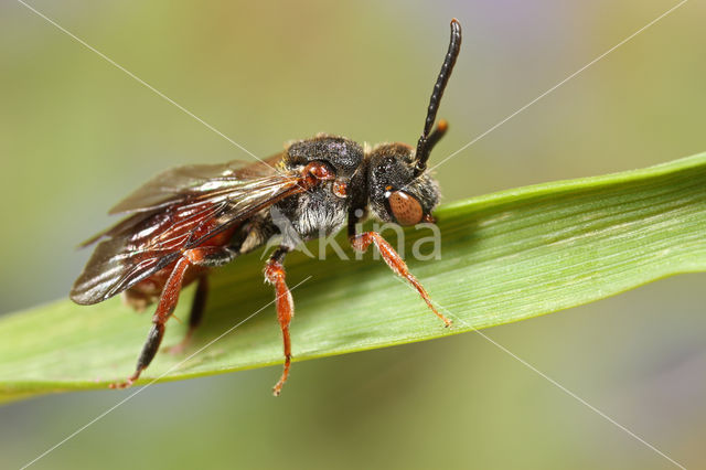 Matglanswespbij (Nomada similis)