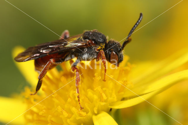 Matglanswespbij (Nomada similis)