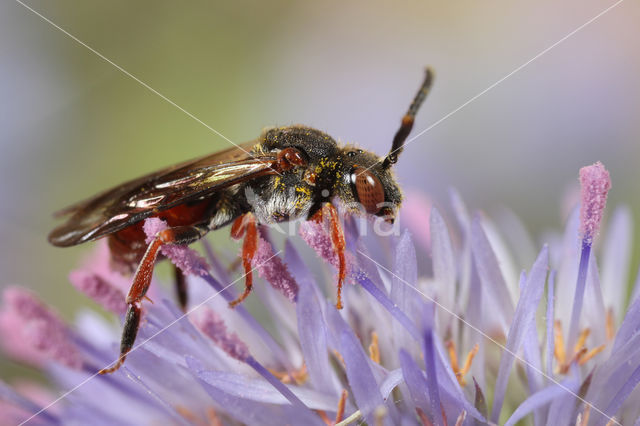 Wasp-bee (Nomada similis)