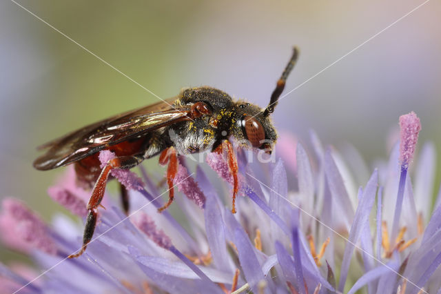 Matglanswespbij (Nomada similis)