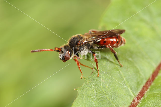 Dubbeldoornwespbij (Nomada femoralis)