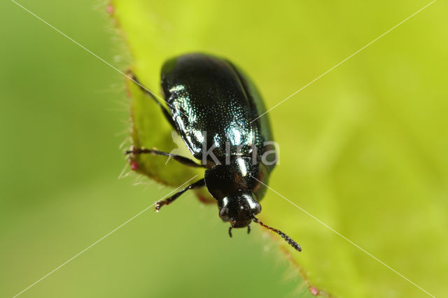 Veelkleurig wilgenhaantje (Plagiodera versicolora)