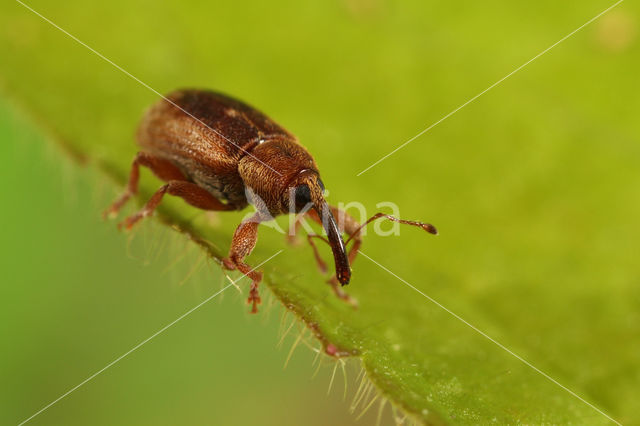 Dorytomus taeniatus