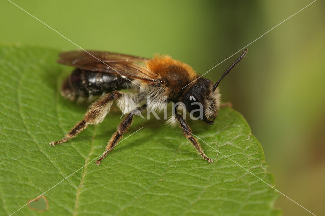 Gewone Rozenzandbij (Andrena fucata)