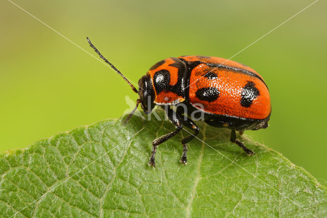 Cryptocephalus sexpunctatus