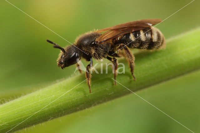 Kleine bandgroefbij (Lasioglossum quadrinotatum)