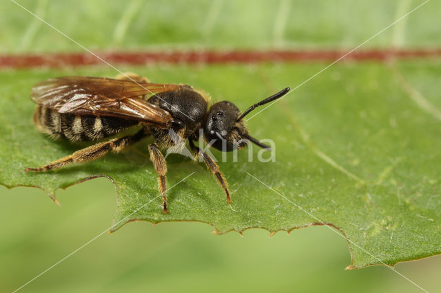 Kleine bandgroefbij (Lasioglossum quadrinotatum)