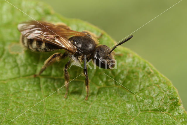 Kleine bandgroefbij (Lasioglossum quadrinotatum)