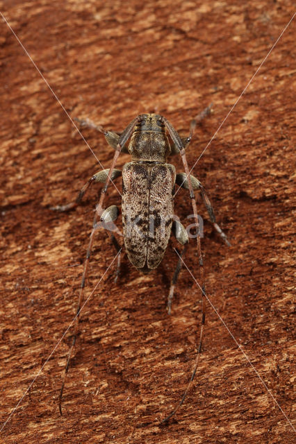 Leiopus femoratus