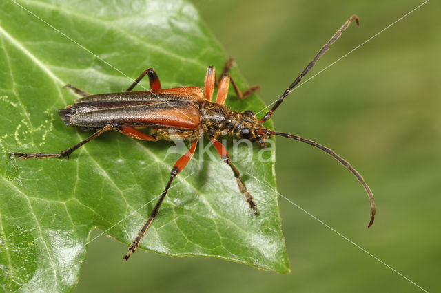 Stenocorus meridianus