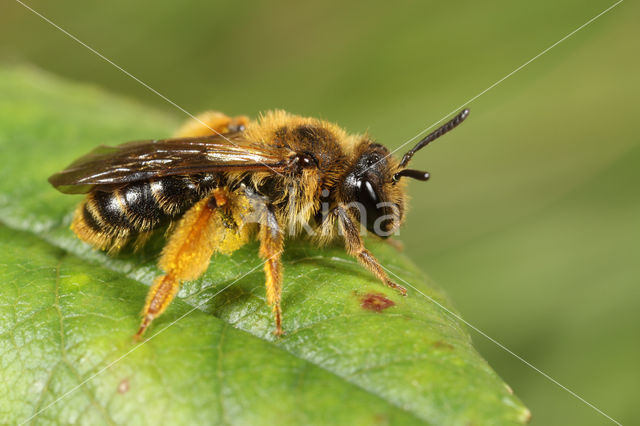 mining bee (Andrena fulvago)