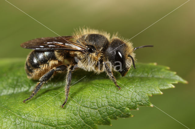 Zwartbronzen houtmetselbij (Osmia niveata)