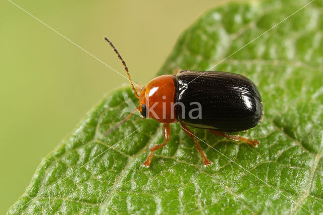 Cryptocephalus rufipes