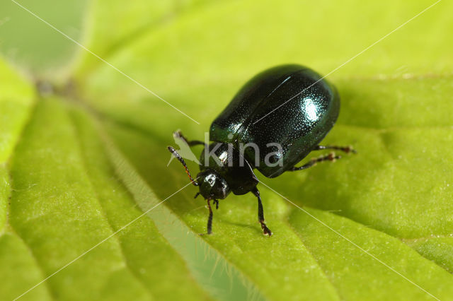 Veelkleurig wilgenhaantje (Plagiodera versicolora)