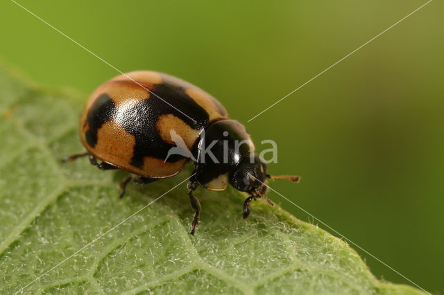 Hieroglyphic ladybird (Coccinella hieroglyphica)