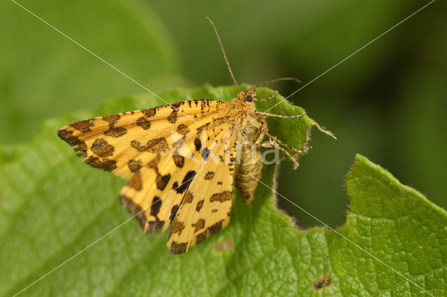 Speckled Yellow (Pseudopanthera macularia)