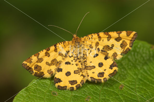 Speckled Yellow (Pseudopanthera macularia)