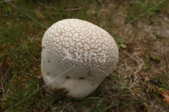 Ruitjesbovist (Calvatia utriformis)