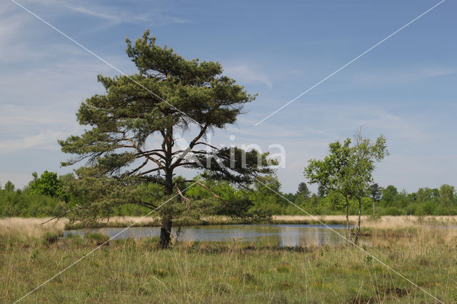 Scots Pine (Pinus sylvestris)