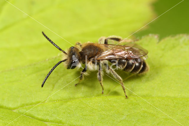 Geelstaartklaverzandbij (Andrena wilkella)