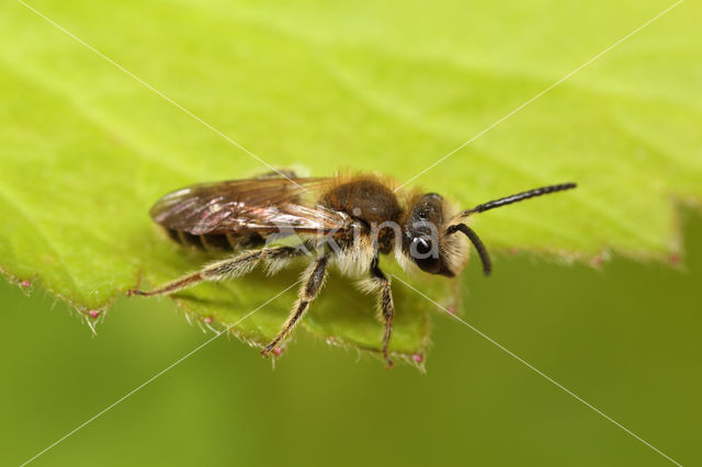 Geelstaartklaverzandbij (Andrena wilkella)