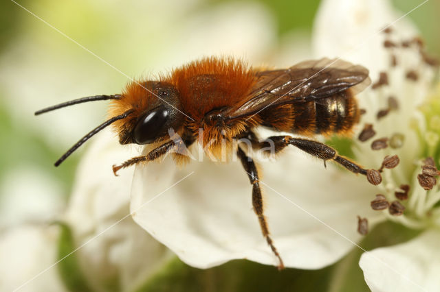 Zwartbronzen houtmetselbij (Osmia niveata)