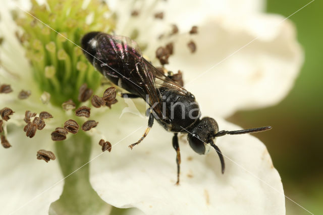 Weidemaskerbij (Hylaeus gibbus)