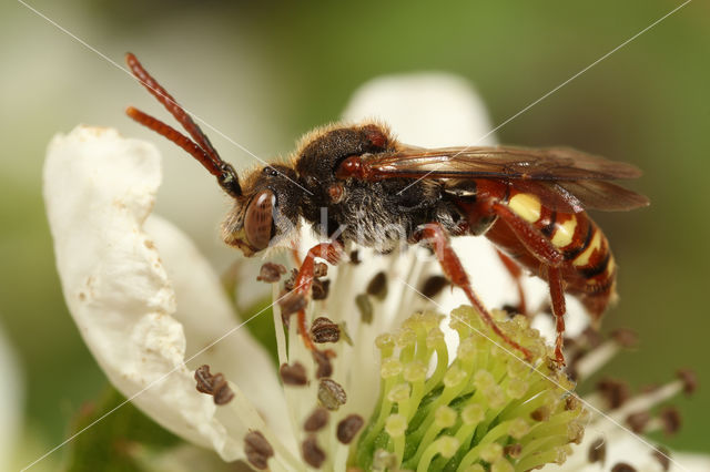 Wasp-bee (Nomada striata)