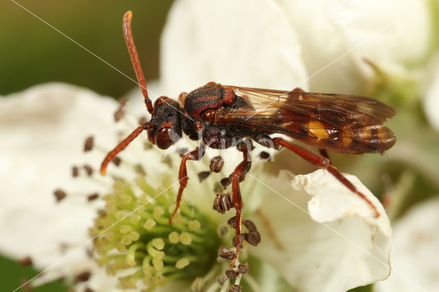 Wasp-bee (Nomada panzeri)