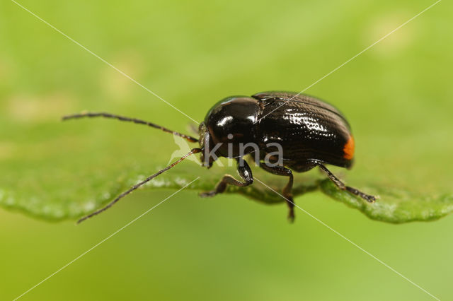 Cryptocephalus biguttatus