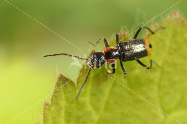 Axinotarsus pulicarius