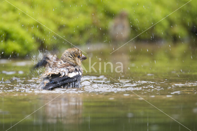 Appelvink (Coccothraustes coccothraustes)