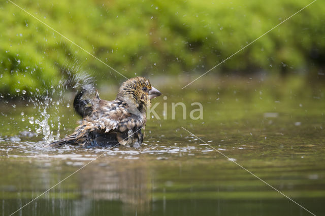 Appelvink (Coccothraustes coccothraustes)