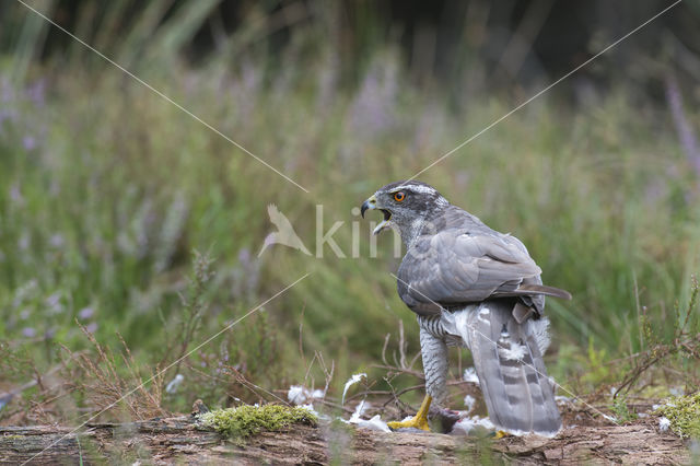 Goshawk (Accipiter gentilis)