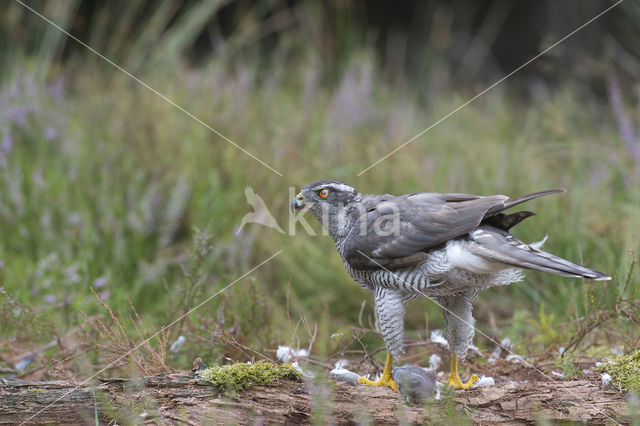 Havik (Accipiter gentilis)