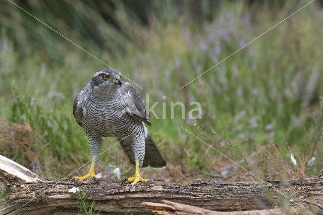 Havik (Accipiter gentilis)