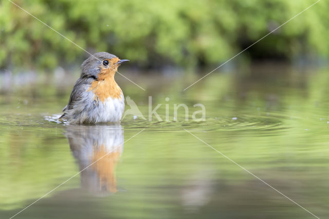 European Robin (Erithacus rubecula)