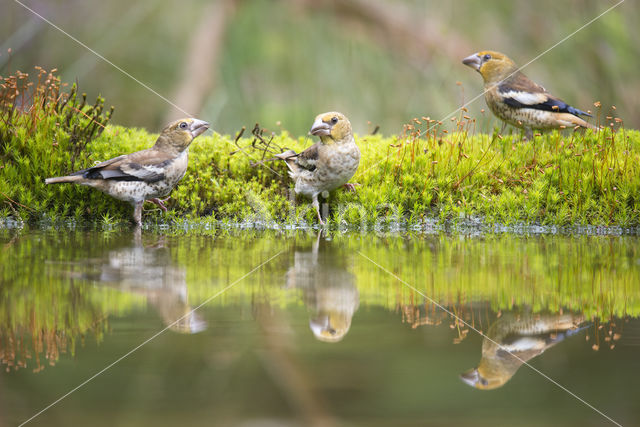 Hawfinch (Coccothraustes coccothraustes)