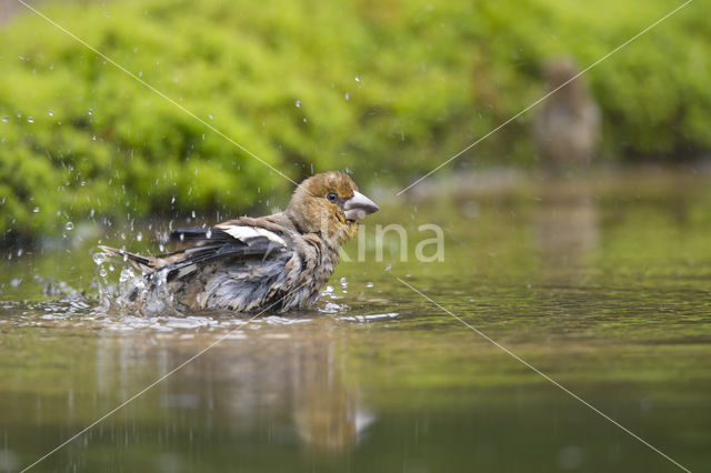 Hawfinch (Coccothraustes coccothraustes)