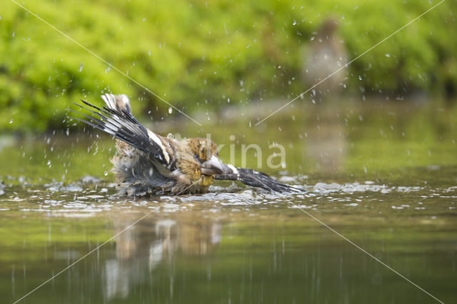 Hawfinch (Coccothraustes coccothraustes)