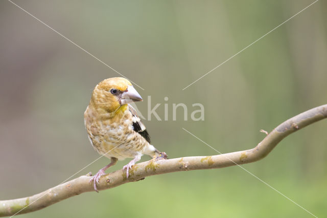 Hawfinch (Coccothraustes coccothraustes)