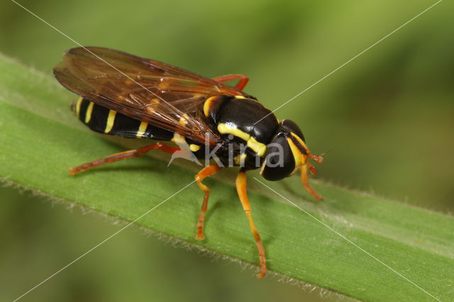 Streepcitroenzwever (Xanthogramma citrofasciatum)