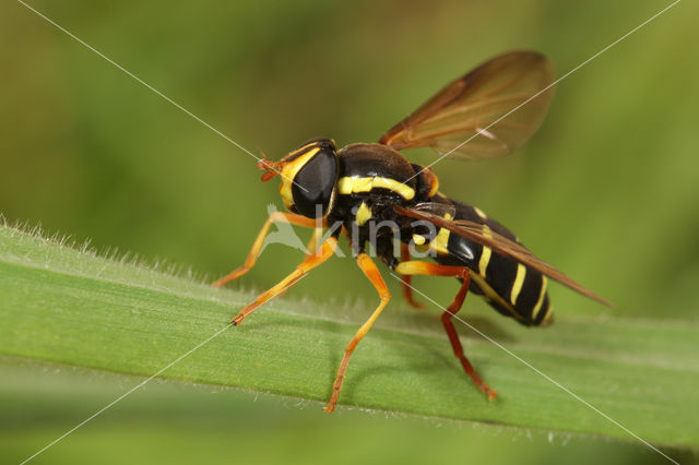 Streepcitroenzwever (Xanthogramma citrofasciatum)