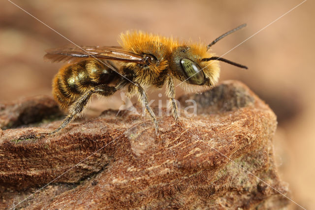 Blauwe metselbij (Osmia caerulescens)