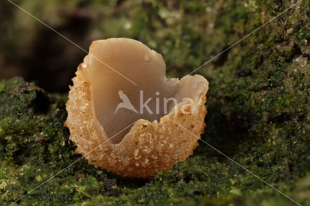 Gekarteld leemkelkje (Tarzetta catinus)