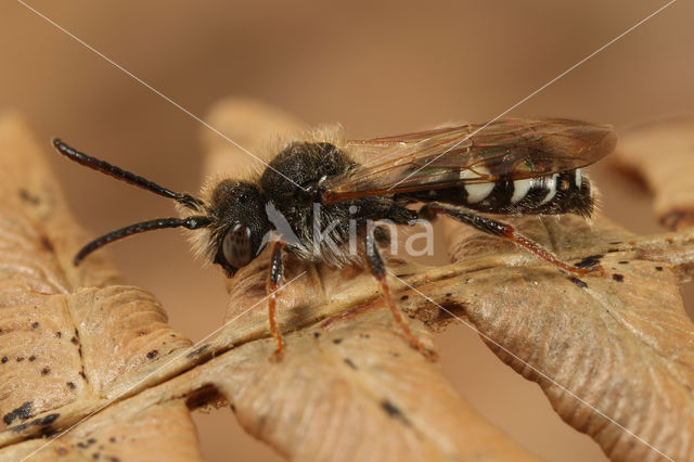 Donkere dubbeltand (Nomada obscura)