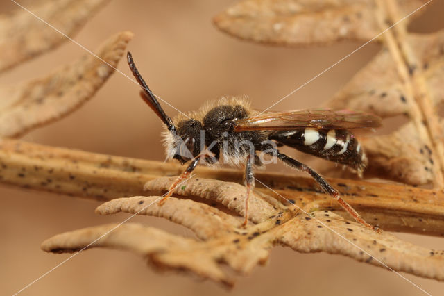 Donkere dubbeltand (Nomada obscura)