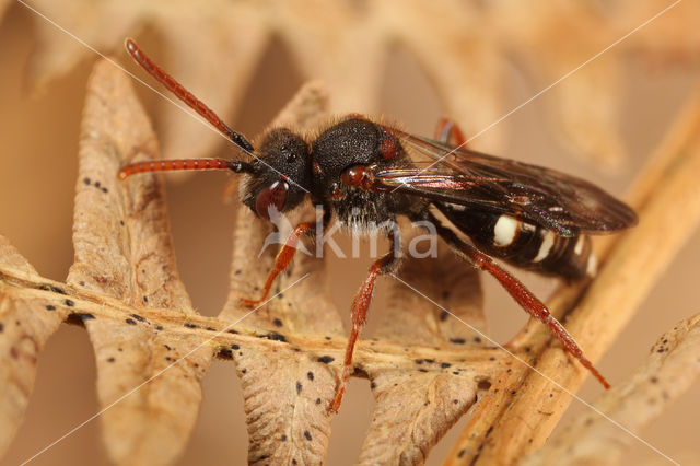 Wasp-bee (Nomada obscura)