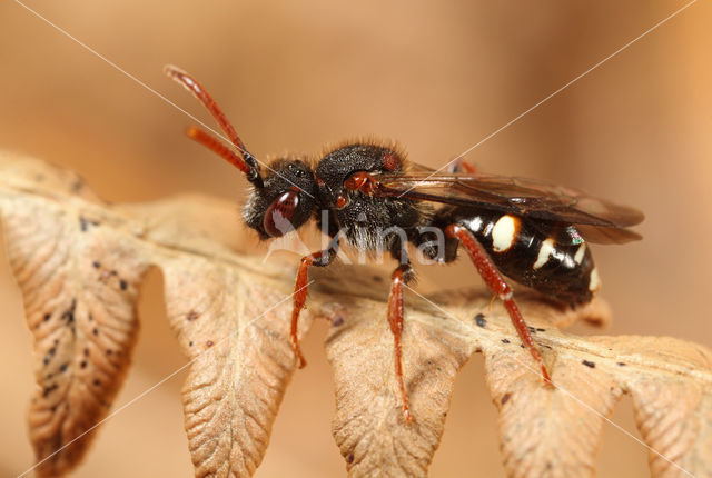 Donkere dubbeltand (Nomada obscura)