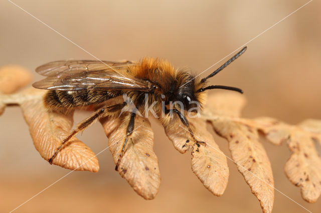 Zwart-rosse zandbij (Andrena clarkella)